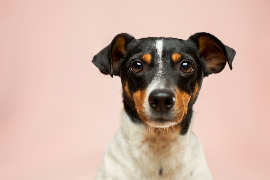 Pet photo before background removal